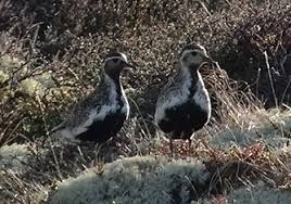 Attēlu rezultāti vaicājumam “Pluvialis apricaria adult”