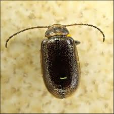 Attēlu rezultāti vaicājumam “Lochmaea caprea”