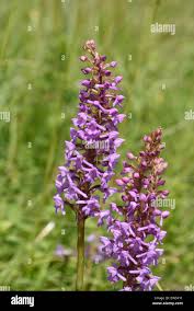 Attēlu rezultāti vaicājumam “Gymnadenia conopsea flower”