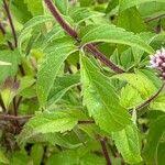 Attēlu rezultāti vaicājumam “Eupatorium cannabinum leaf”