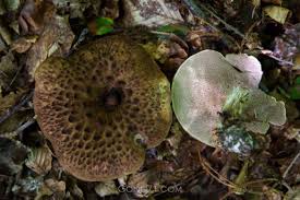 Attēlu rezultāti vaicājumam “Sarcodon imbricatum”