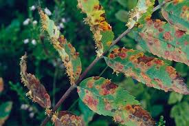 Attēlu rezultāti vaicājumam “Gymnosporangium cornutum”