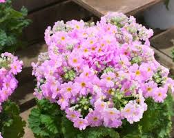 Attēlu rezultāti vaicājumam “Primula x margotae flower”