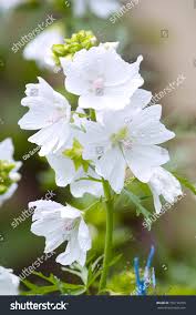 Attēlu rezultāti vaicājumam “Malva moschata alba”