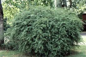 Attēlu rezultāti vaicājumam “Berberis”