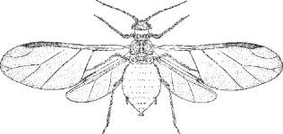 Attēlu rezultāti vaicājumam “Thecabius affinis nymph”