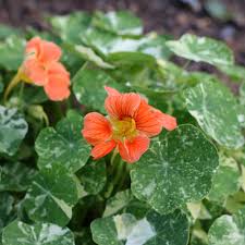 Image result for Tropaeolum minus