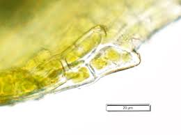 Attēlu rezultāti vaicājumam “Saelania glaucescens sporophyte”