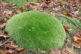 Attēlu rezultāti vaicājumam “Leucobryum glaucum”