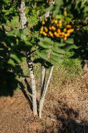 Attēlu rezultāti vaicājumam “Sorbus aucuparia”
