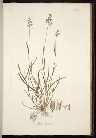 Attēlu rezultāti vaicājumam “Poa compressa”