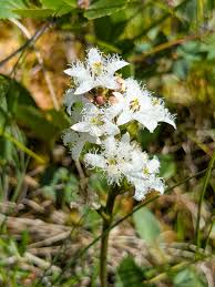 Attēlu rezultāti vaicājumam “Menyanthes trifoliata fruit”