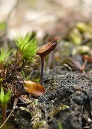 Attēlu rezultāti vaicājumam “Buxbaumia”