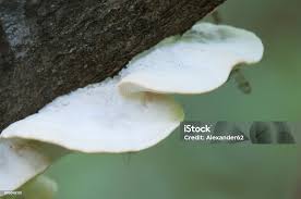 Attēlu rezultāti vaicājumam “Postia”