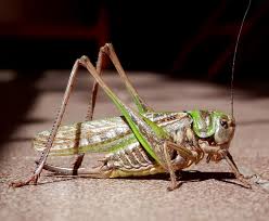 Attēlu rezultāti vaicājumam “Decticus verrucivorus”