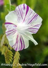 Attēlu rezultāti vaicājumam “Calamagrostis purpurea fruit”