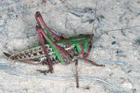 Attēlu rezultāti vaicājumam “Decticus verrucivorus nymph”