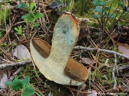 Attēlu rezultāti vaicājumam “Suillus variegatus”