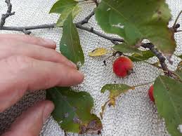 Attēlu rezultāti vaicājumam “Malus baccata fruit”