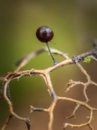 Attēlu rezultāti vaicājumam “Collaria rubens”