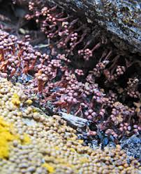 Attēlu rezultāti vaicājumam “Trichia longipalpis spores”