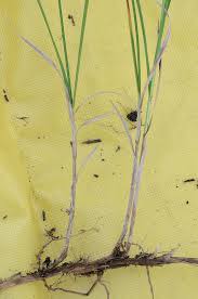 Attēlu rezultāti vaicājumam “Carex arenaria”