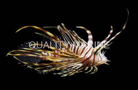 Image result for Pterois miles