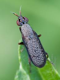 Attēlu rezultāti vaicājumam “Coremacera marginata”