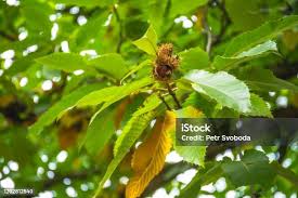 Attēlu rezultāti vaicājumam “Castanea sativa  leaf”