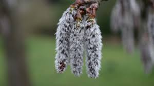 Attēlu rezultāti vaicājumam “Populus tremula”