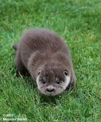 Attēlu rezultāti vaicājumam “Lutra lutra”