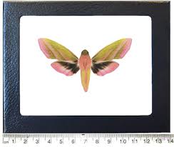 Attēlu rezultāti vaicājumam “Deilephila elpenor”