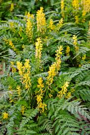 Attēlu rezultāti vaicājumam “Corydalis intermedia leaf”