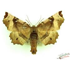 Attēlu rezultāti vaicājumam “Selenia tetralunaria”