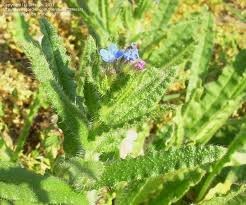 Attēlu rezultāti vaicājumam “Anchusa arvensis”
