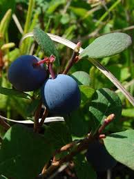 Attēlu rezultāti vaicājumam “Vaccinium uliginosum”