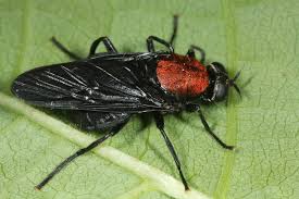 Attēlu rezultāti vaicājumam “Clitellaria ephippium”