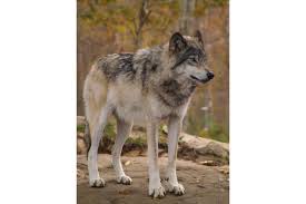 Attēlu rezultāti vaicājumam “Canis lupus”