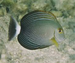 Image result for Acanthurus xanthopterus