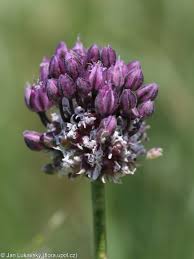 Attēlu rezultāti vaicājumam “Allium scorodoprasum”