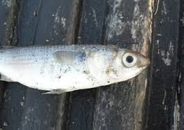 Image result for Liza ramada