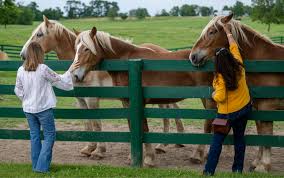 Image result for Braveheart Fencing