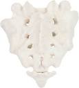 Axis Scientific Human Sacrum Bone Model | Cast from a Real Human ...