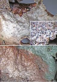 Attēlu rezultāti vaicājumam “Licea pusilla young”
