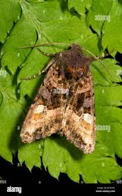 Attēlu rezultāti vaicājumam “Euplexia lucipara”