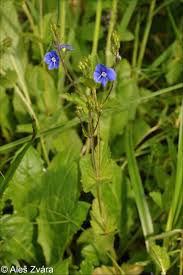 Image result for Veronica chamaedrys