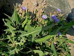 Attēlu rezultāti vaicājumam “Lactuca tatarica bud”