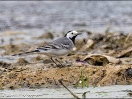 Attēlu rezultāti vaicājumam “Motacilla alba adult”