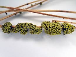 Attēlu rezultāti vaicājumam “Licea chelonoides”