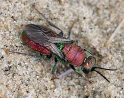 Attēlu rezultāti vaicājumam “Hedychrum sp.”